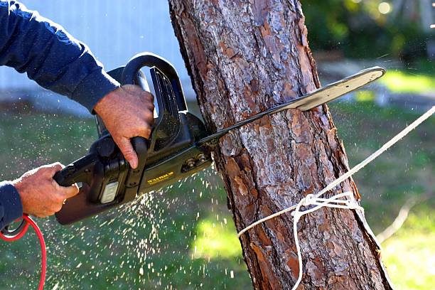 Best Hazardous Tree Removal  in Cave Junction, OR